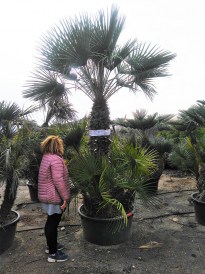 Chameorops Humilis9